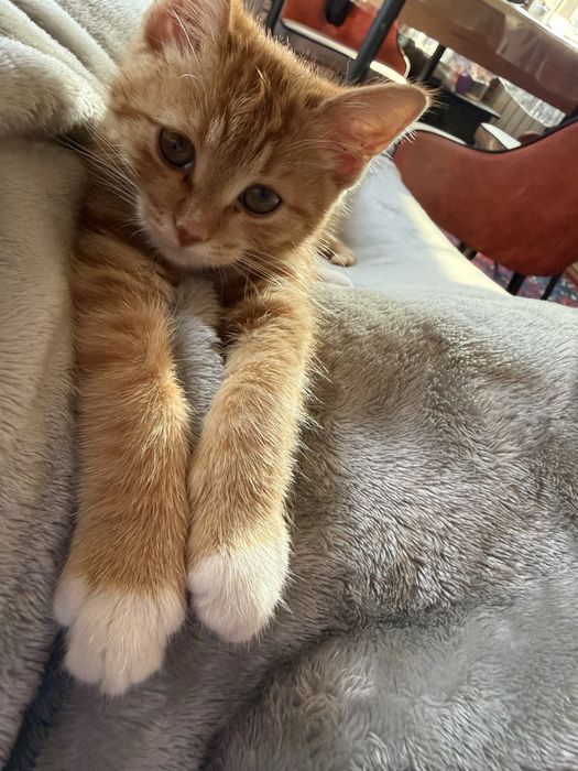 Отдам красивую кошечку