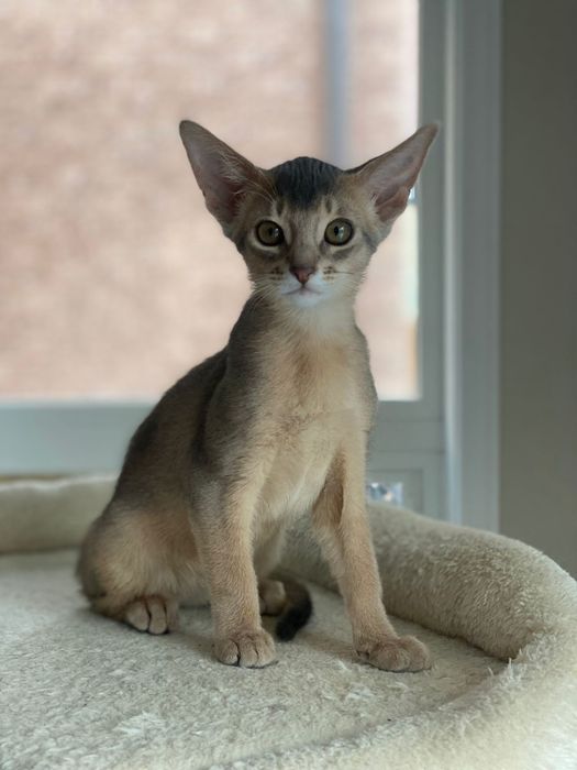 Абиссинские котята