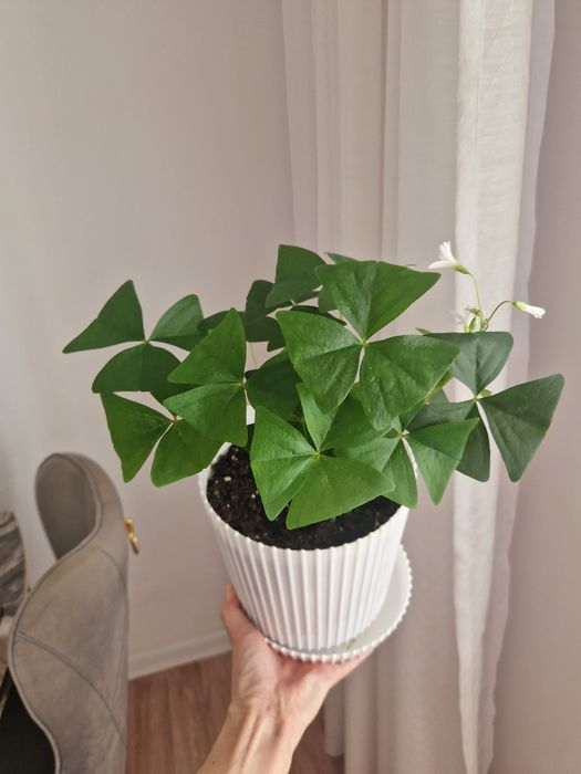 Кислица, зеленая в горшках