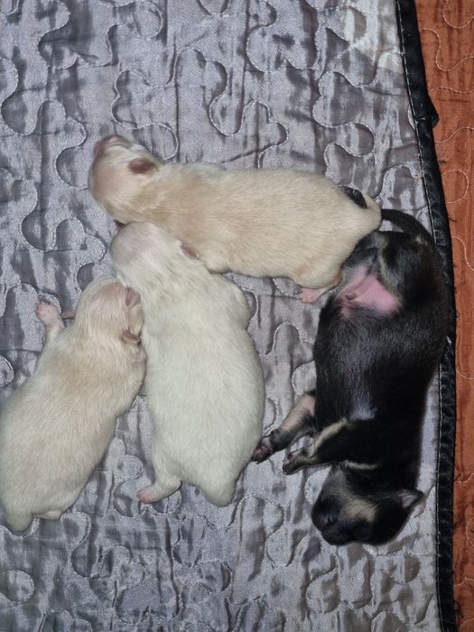 Щенки померанского шпица