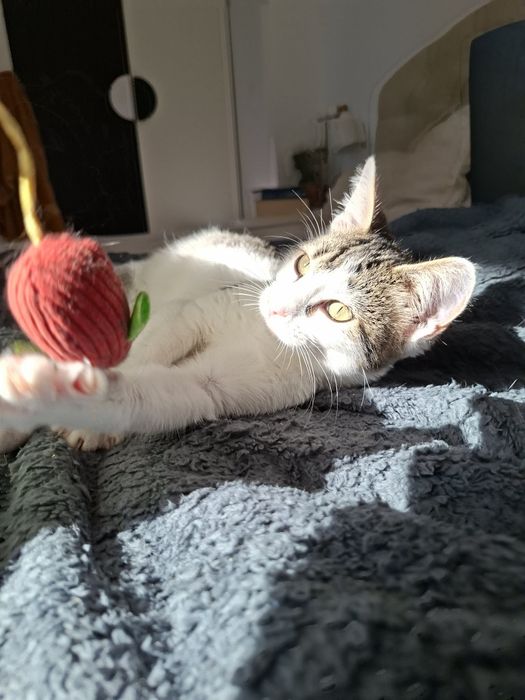 Котенце- момиченце на 4 месеца търси дом