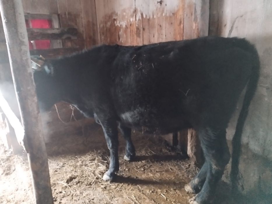 продам корову молочная