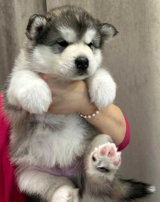 pui Malamut de Alaska cu pedigree - calitate exceptionala