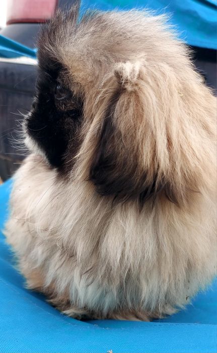 Băiat de 4 luni cu toate vaccinele la zi și carnet de sanatate