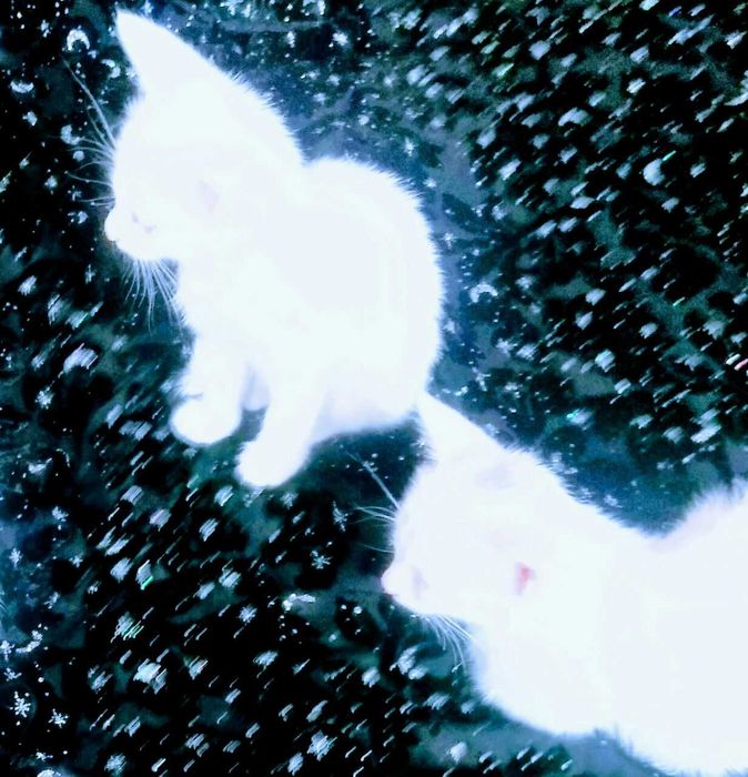 Koshki v Termeze. Beliye kotyata