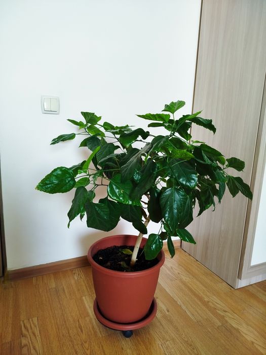 Домашний цветок гибискус