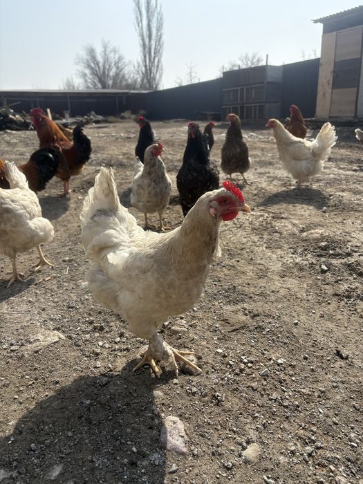 Продам кур и петухов