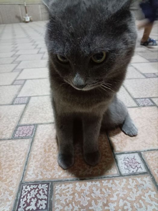 Russian Blue Mushigi