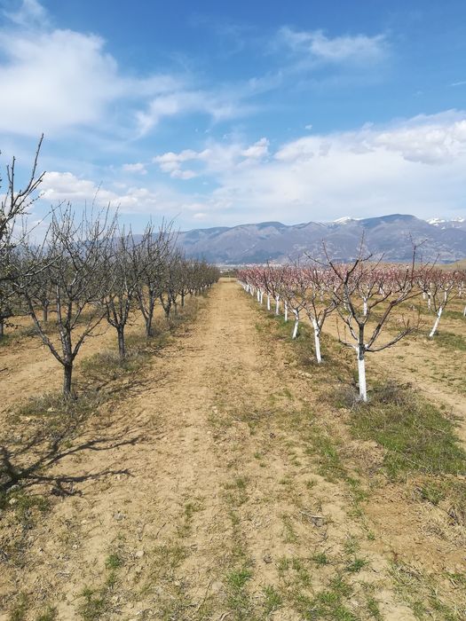 Резитба на овошки, лозя, асми и др