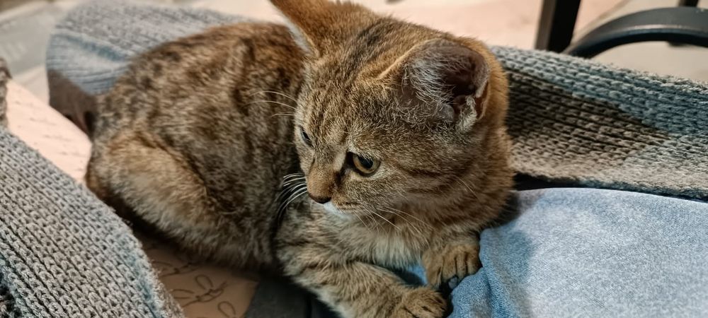 Отдам кошечек в добрые руки.