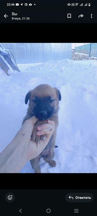 Отдам в хорошие руки