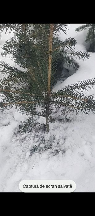 Puieti molid brad larice pin se oferă factura certificat proveniență p