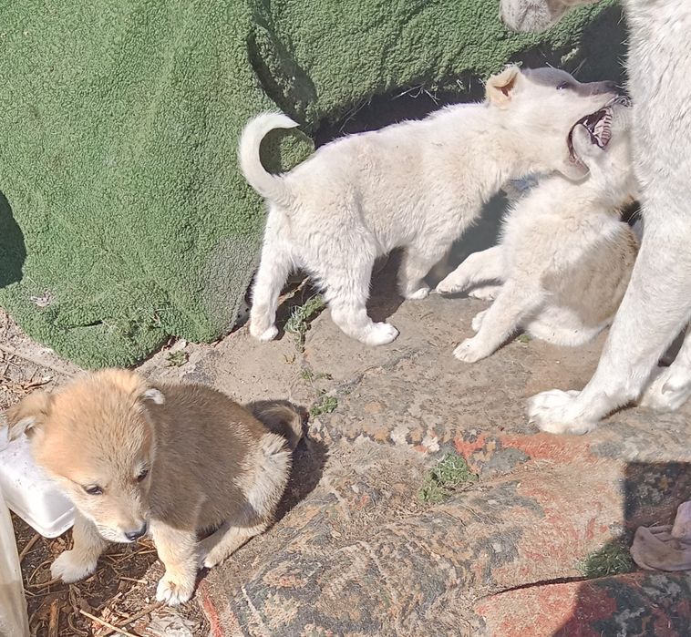 Щенки кабель даром