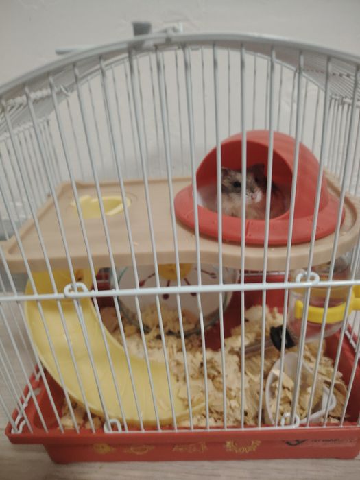 Продам хомяка мальчик 2 месяца