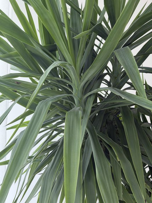 Растение Юкка 3 ствола