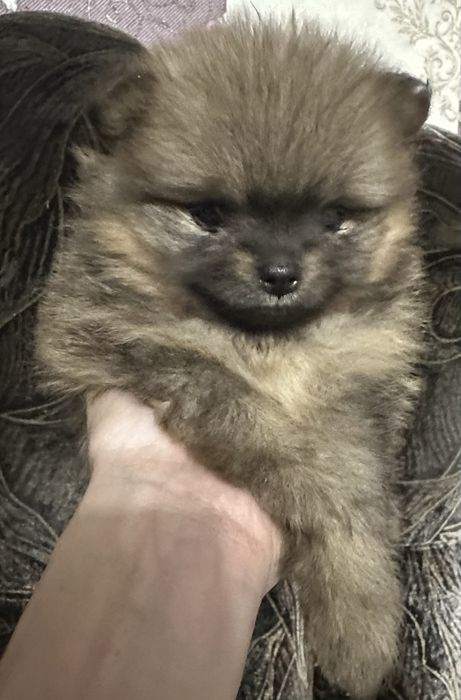 Продам щенков породы немецкий шпиц