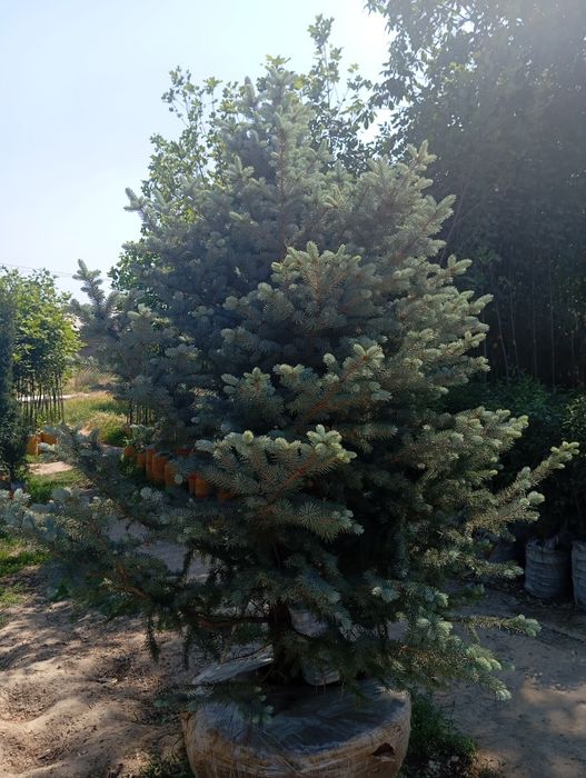 Ot orish archa ekish gazon ekish