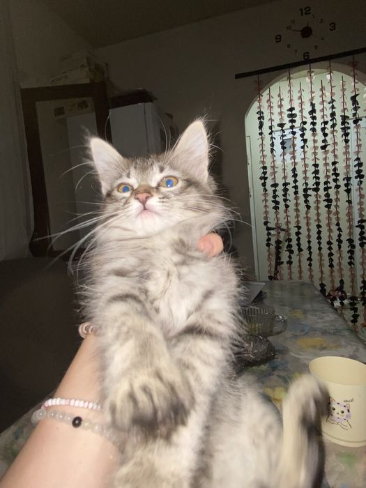 Отдам котенка девочку