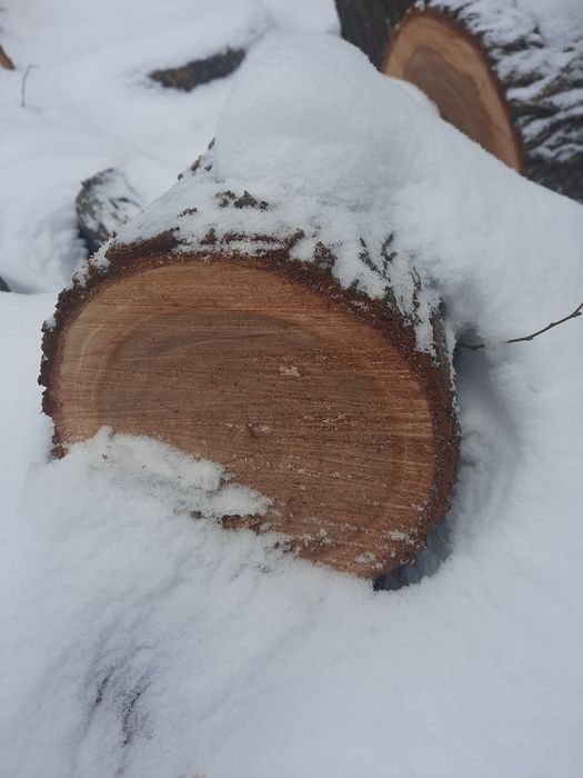 Карагач, вишня, слива