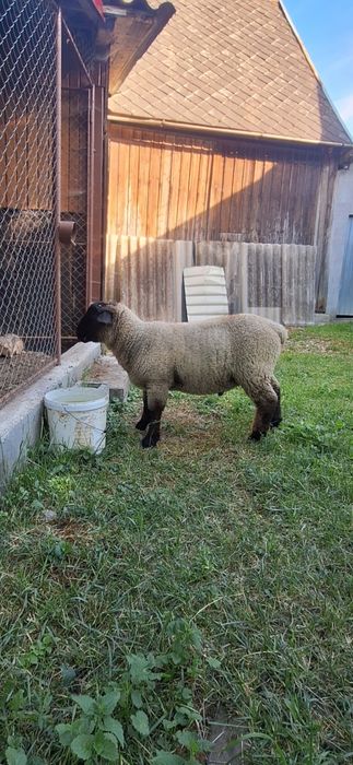 Vand berbecuti suffolk