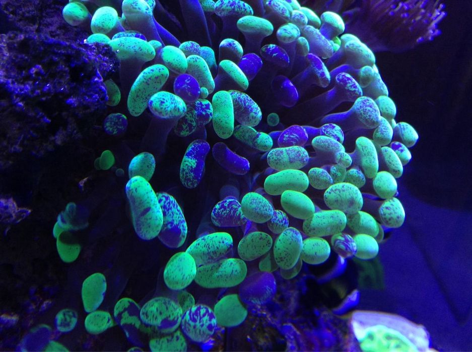 Эуфилии. Море. Аквариум.