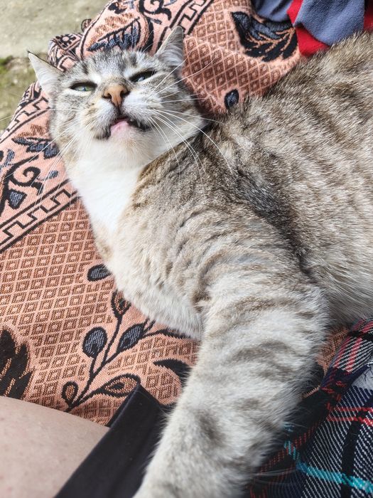 Dau spre adopție pisică castrată