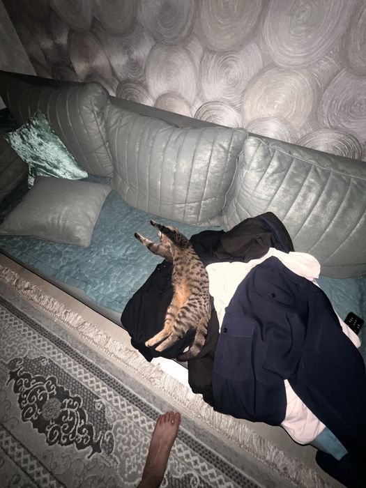 Отдам в добрые руки