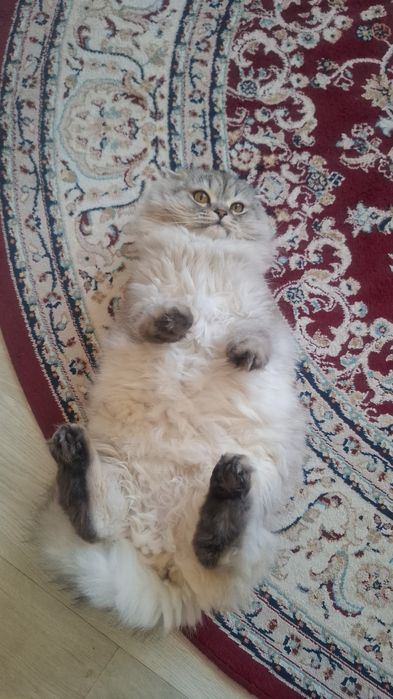 Адам в добрые руки