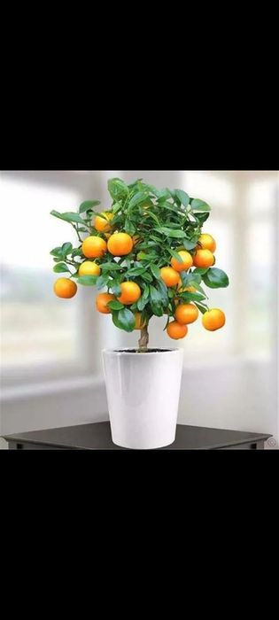 Лимоны Мандарины комнатные растения