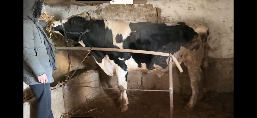 Buqa sotiladi 3 yashar atrofida. Yeb ichishlari zõr.