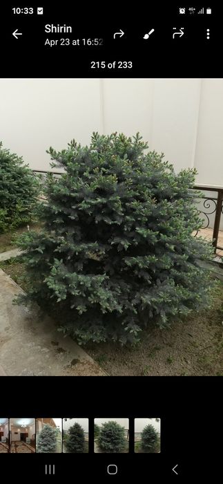 Голубая Ель в Доме