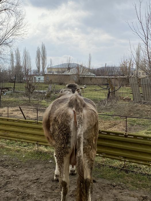 сиыр сатылады