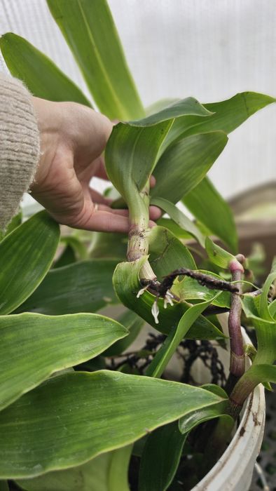 Золотой Ус цветок