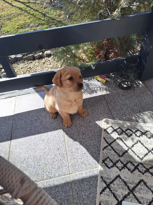 Pui Labrador Retriever