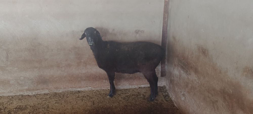 Семіз байлаулы қойлар сатылады