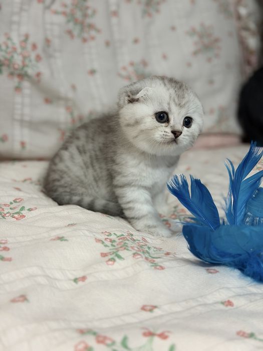 Мушук котята серебро табби шиншилла
