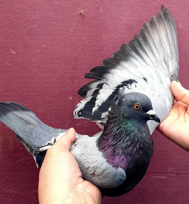 Sârbi, de Severin și galateni