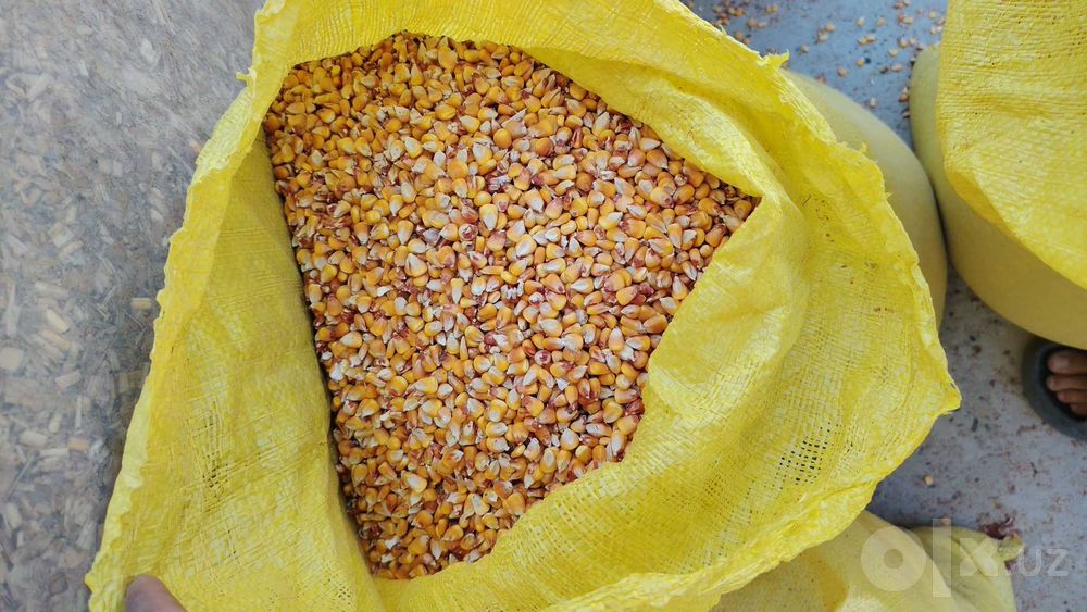 Makkoyi makkajoʻxori sotiladi