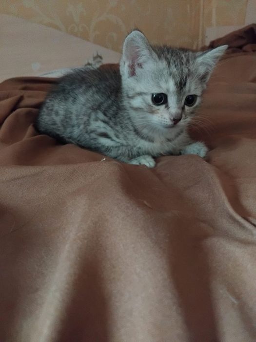 Отдам кошечку в добрые руки