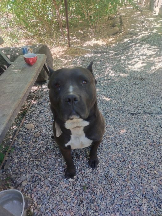 Продам Питбультерьера