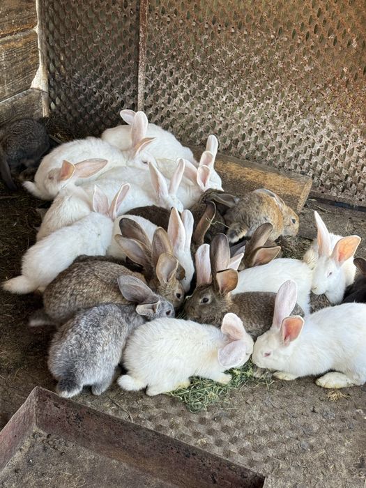 Vand iepuri de crescut sau sacrificat.