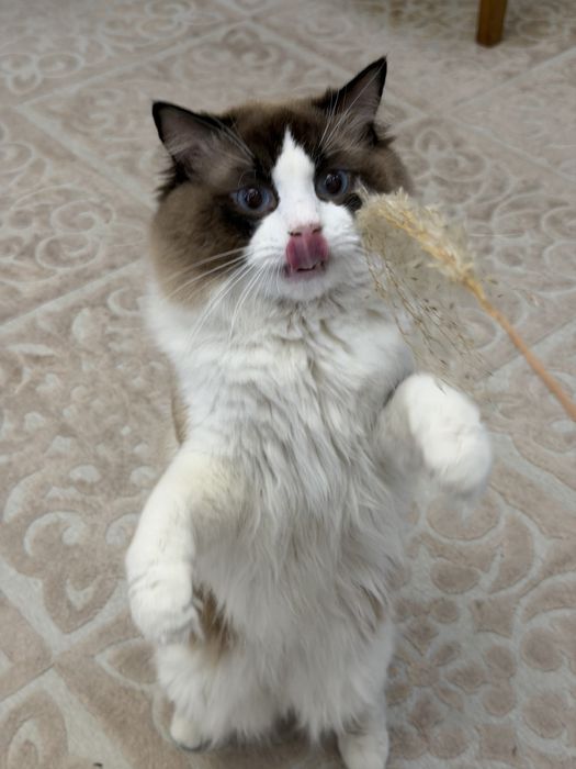 Шикарный мальчик породы Рэкдолл