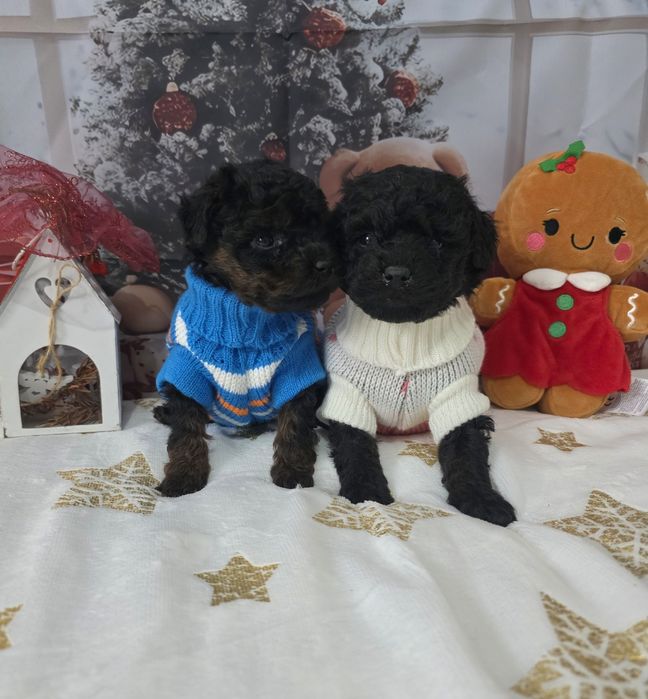 Пудел Мини с документ за произход