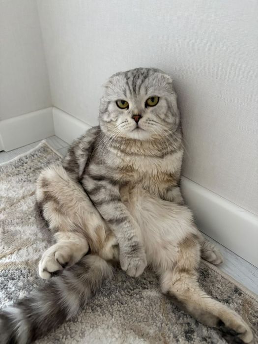 Отдам кошку даром в хоршее руки