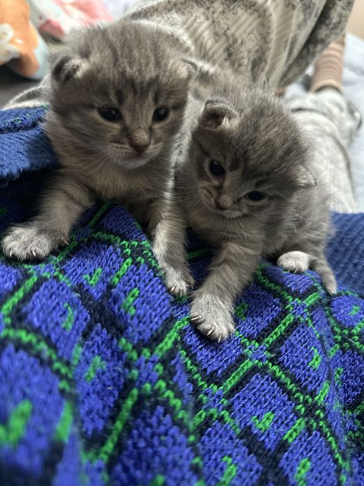 Отдам котят в добрые руки