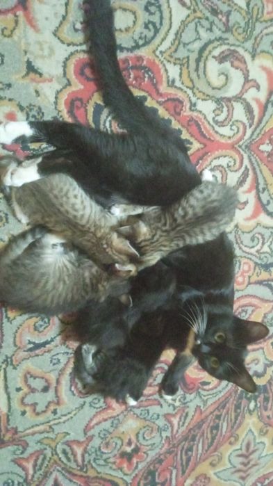 Котята в добрые руки