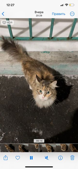 Найдена кошечка Мейн-Кун