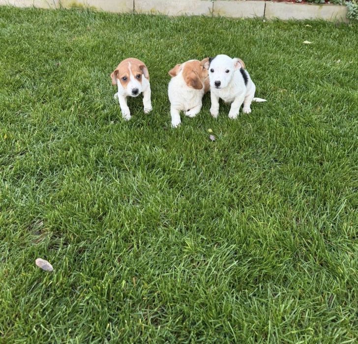 Мини Джак Ръсел  бебенца