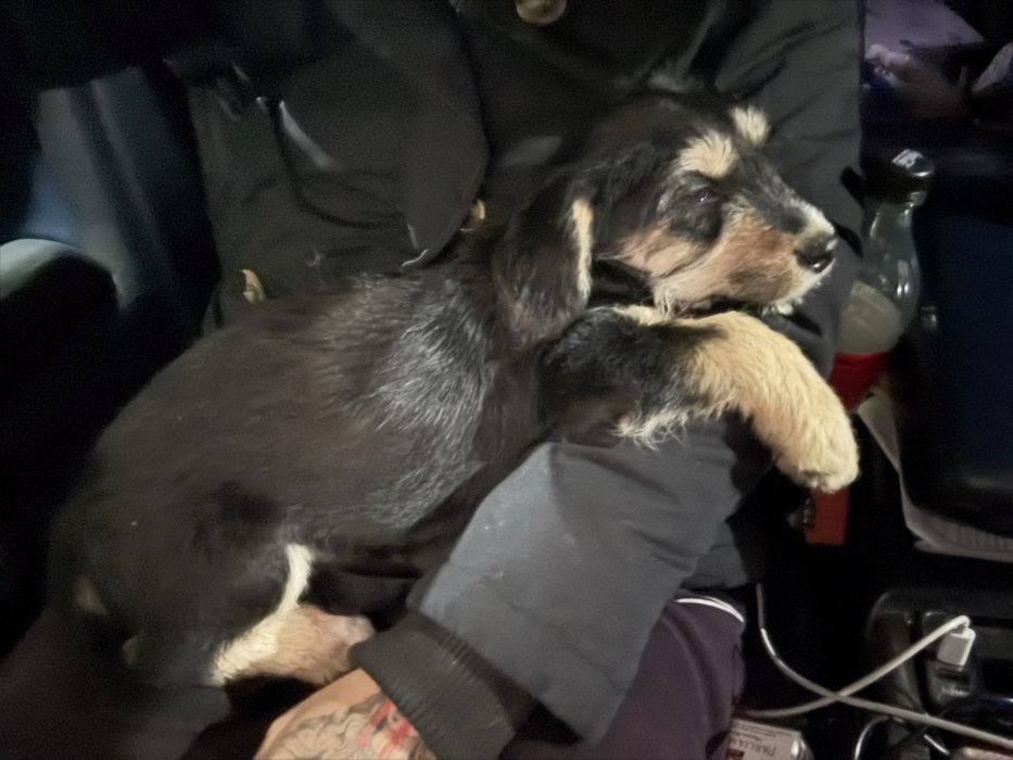 donez doua cateluse talie mica