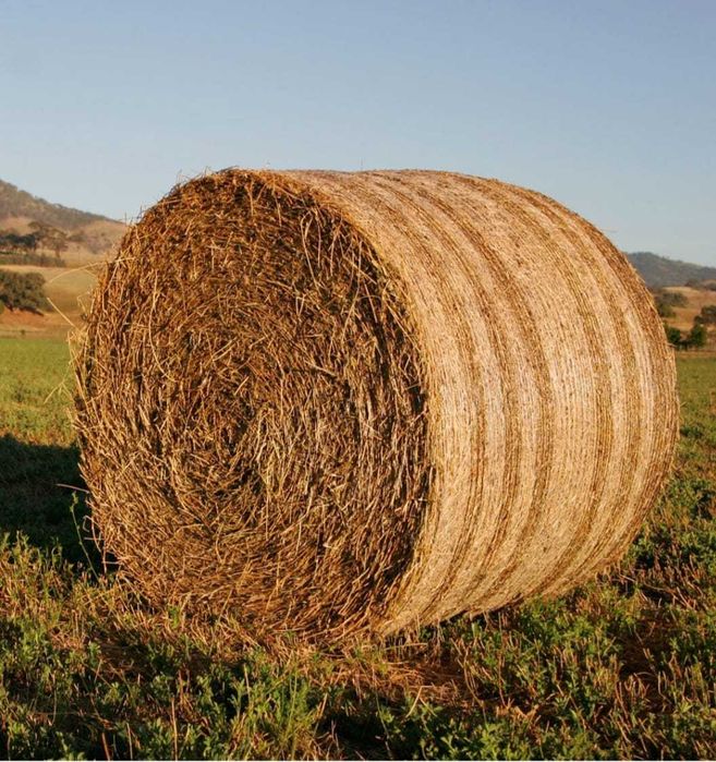 Vand lucerna si fan.